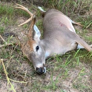 Meet your Posher, Gabriel